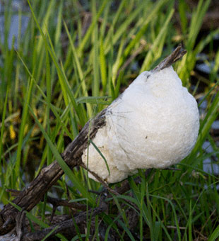 foam nest