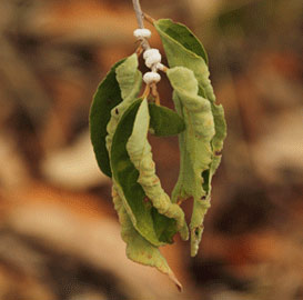 Aphid