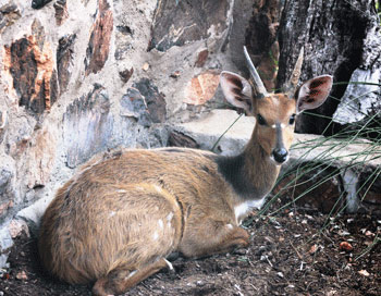 bushbuck