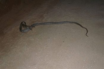 cobra