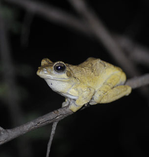 frog