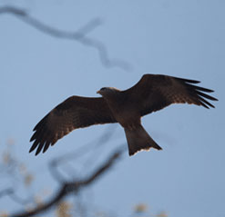 Yellow-billed Kite