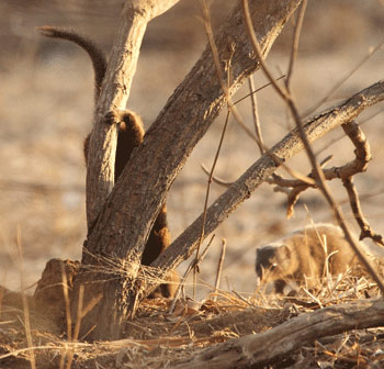 Mongoose