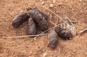 Porcupine Dung