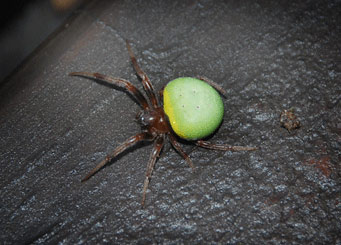 spider