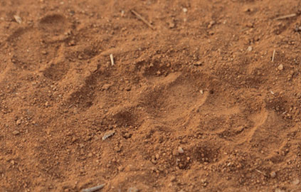 spoor