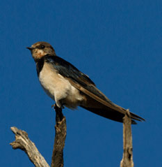 Barn Swallow