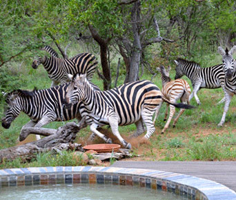 zebra