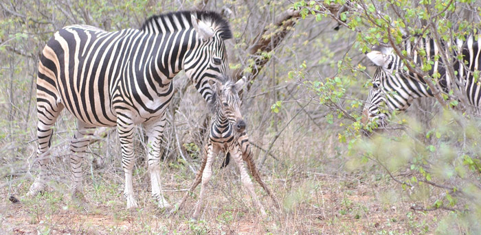 Zebra Raptor Raptor News