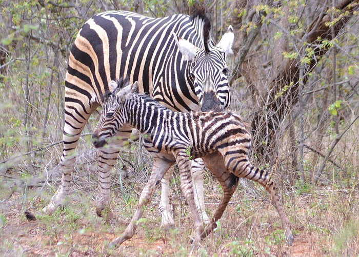 Zebra Raptor Raptor News