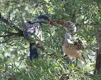 June 2020 – Part Two – The Raptor – Raptor's View